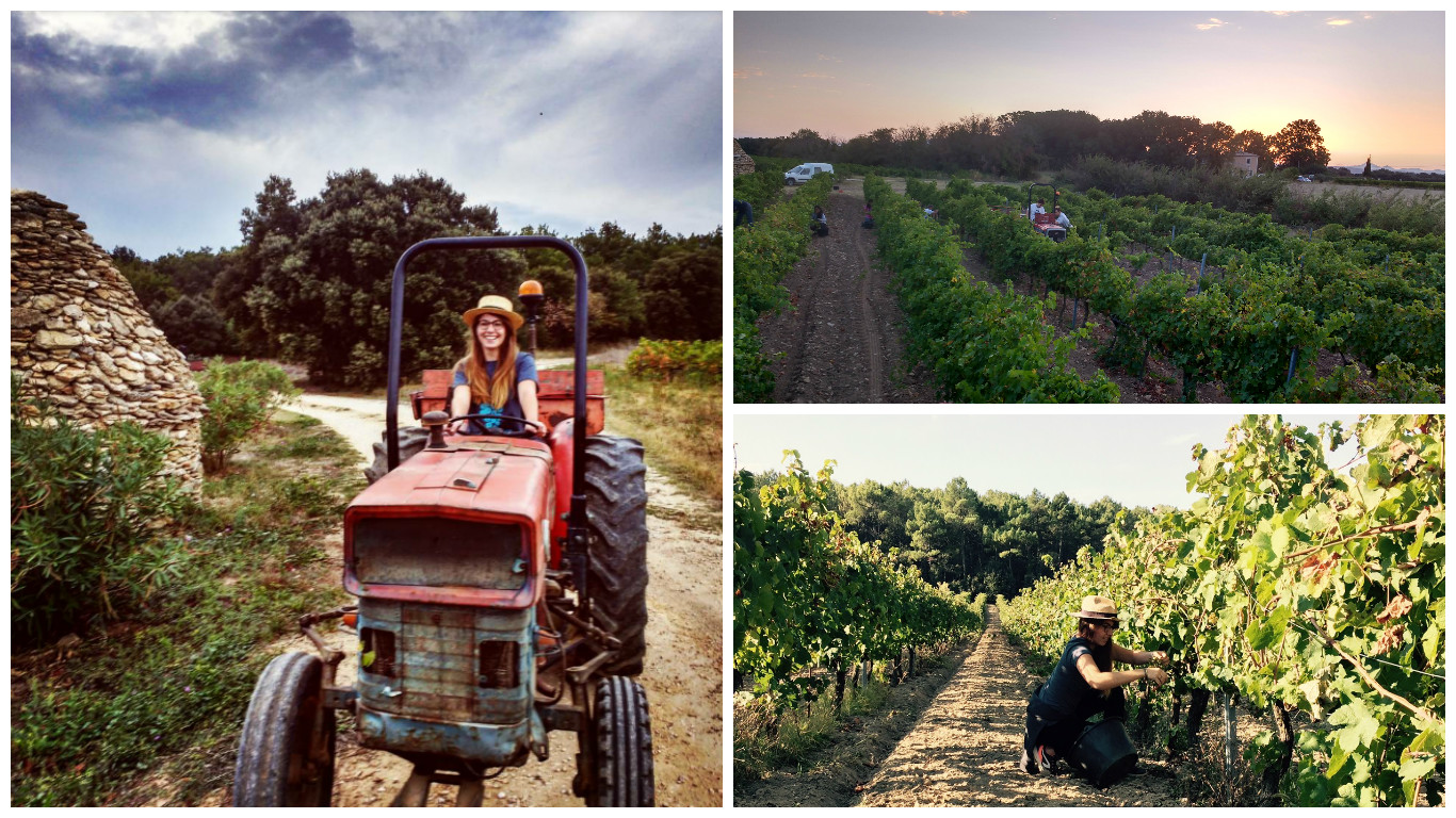 Mes premières vendanges