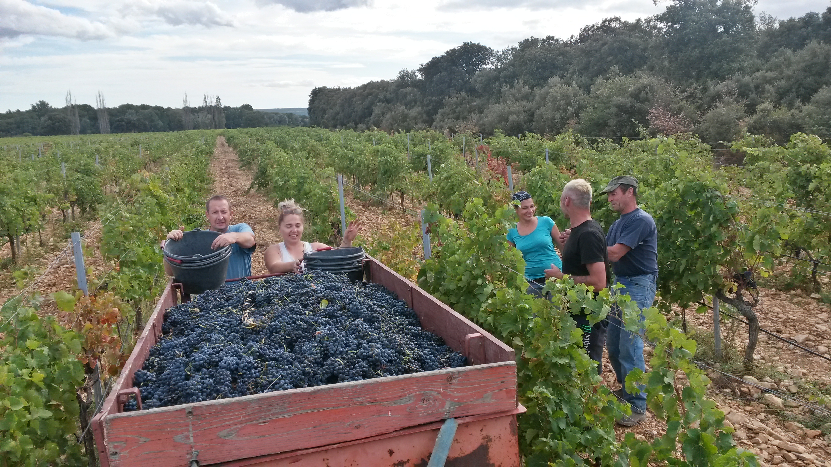 UNE SAISON DE VENDANGES AU DOMAINE DES GRAVENNES - EPISODE 4